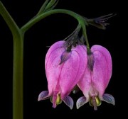 Dicentra Formosa - Bleeding Hearts 1286d_1